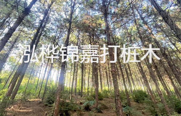 高效松木樁施工方法,打造堅固基礎(chǔ)保障工程